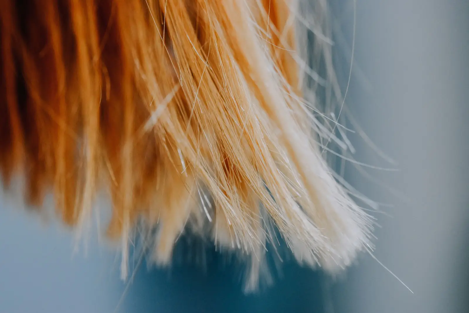 Close das pontas de fios de cabelo ruivo-claro contra um fundo azulado