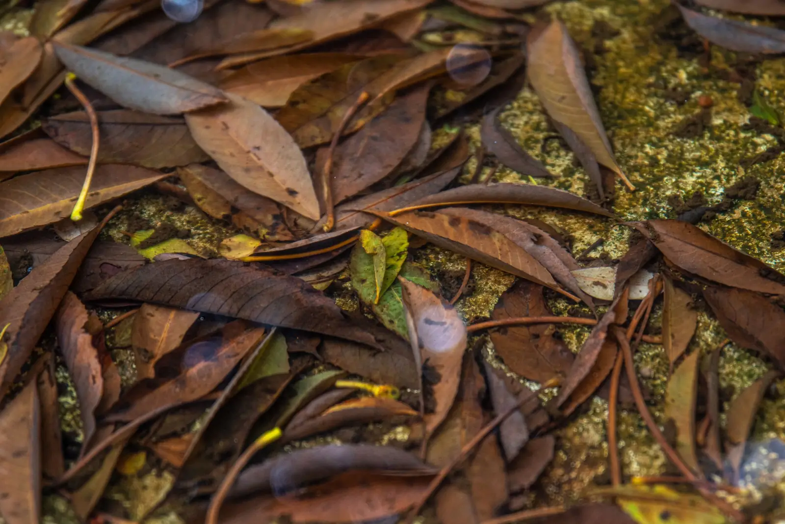Folhas secas marrons espalhadas sobre pedra com musgo, com uma pequena folha verde no meio delas