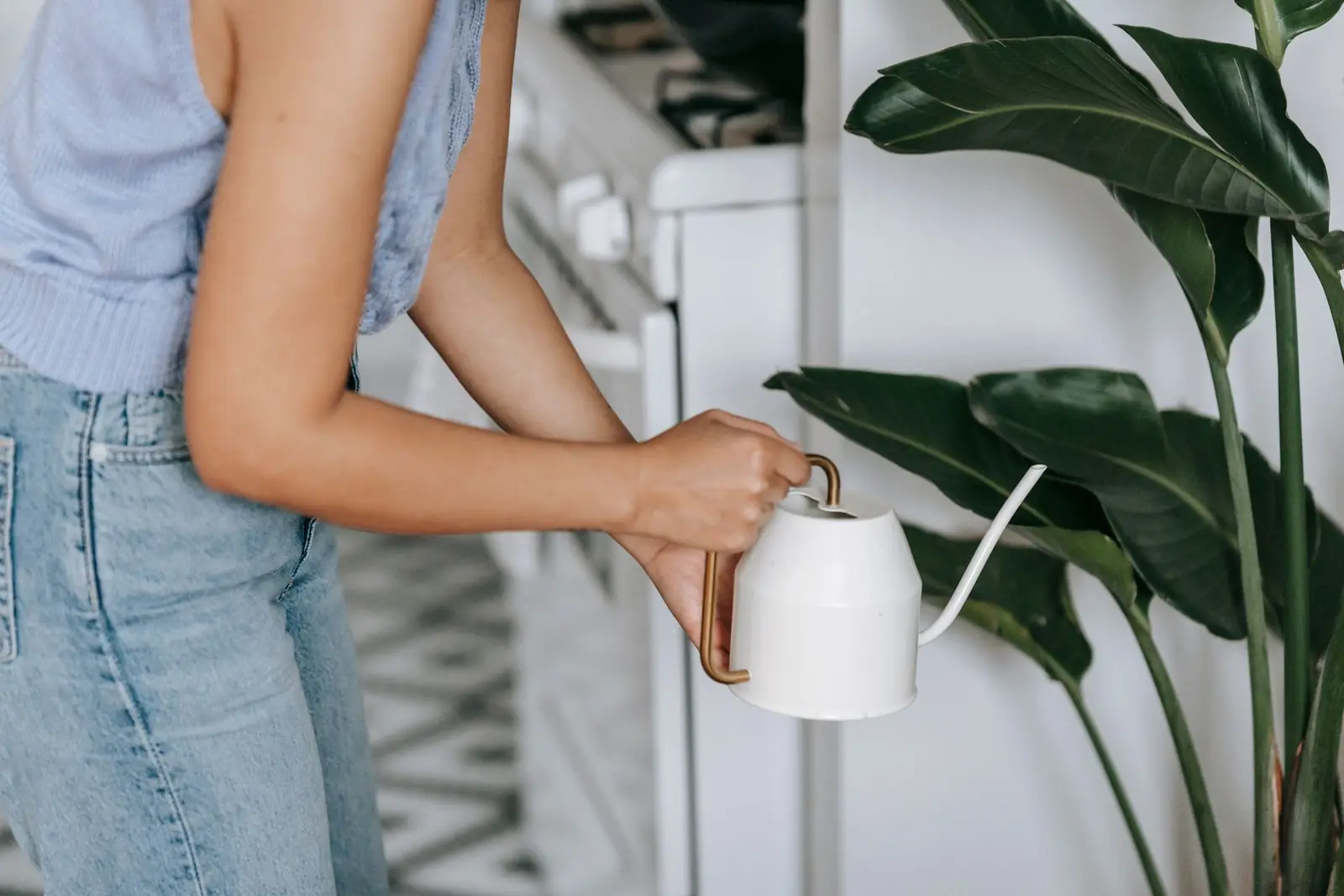 Mulher, sem o rosto à mostra, regando uma planta de folhas grandes com um regador branco em casa