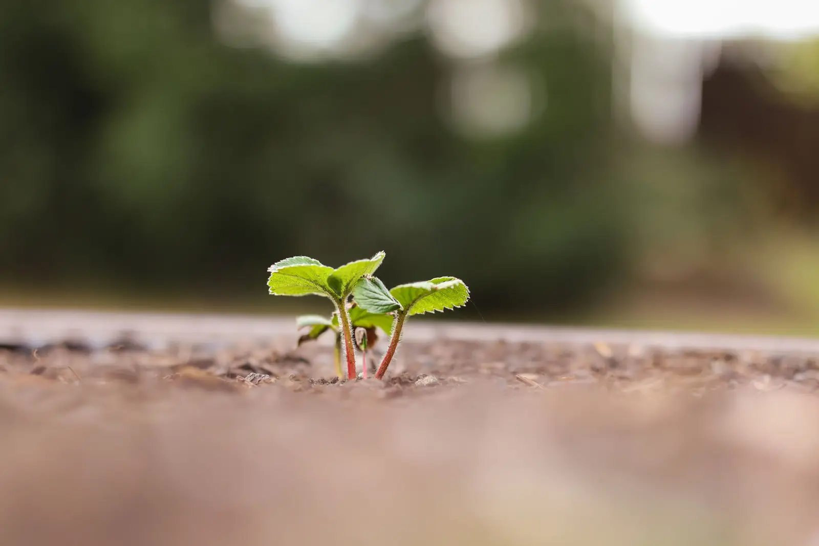 Pequena muda verde brotando da terra, com fundo desfocado